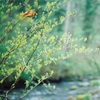 Sound rain, the river, the forest