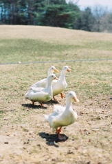 Duck