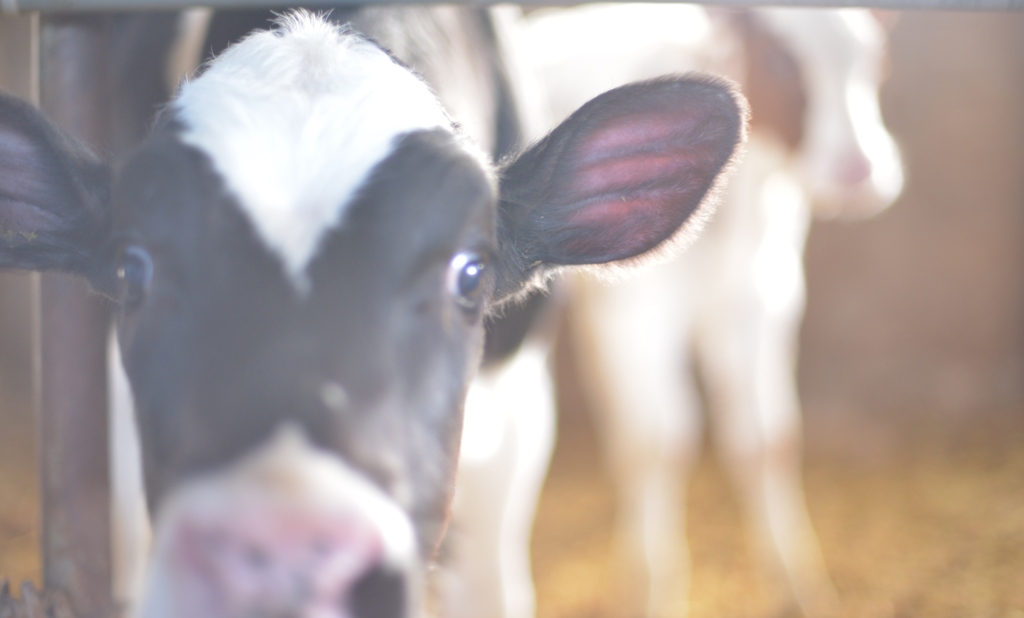 Cow