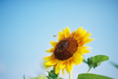 Sunflower & Bee