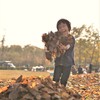 Picking leaves*