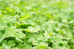clover and drop