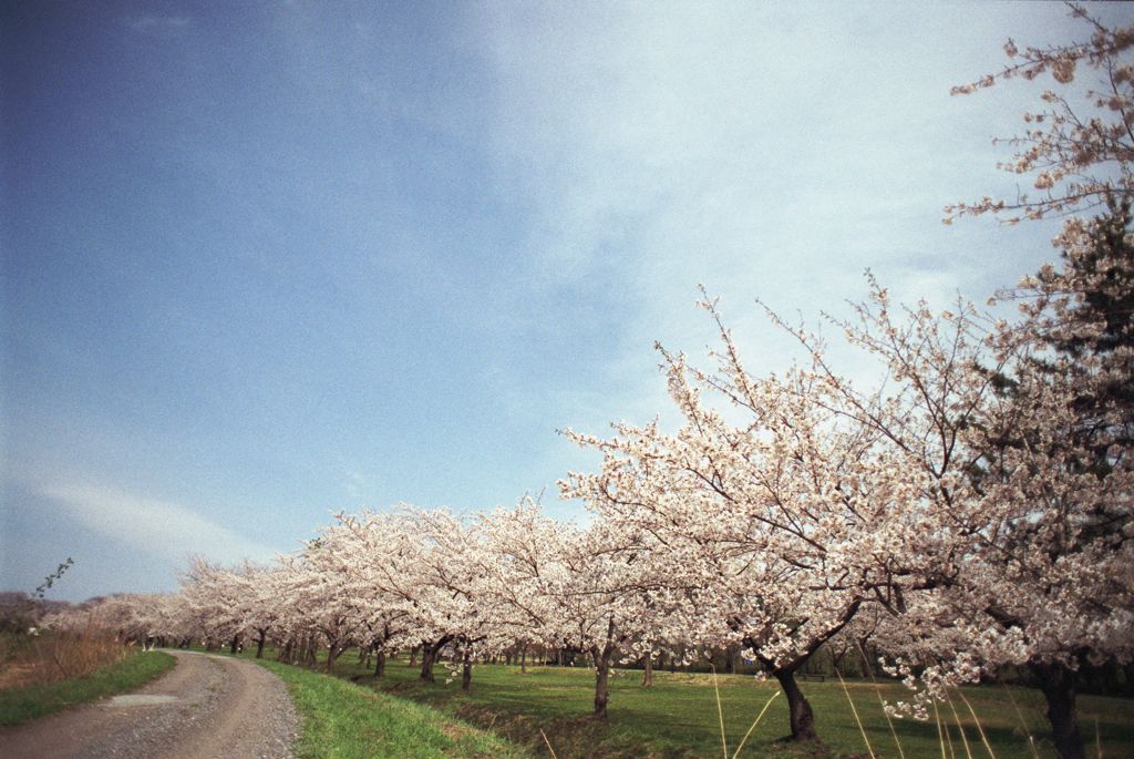 空と桜