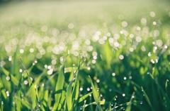 Drops of morning
