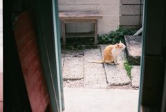 cat