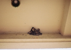 swallow