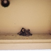 swallow