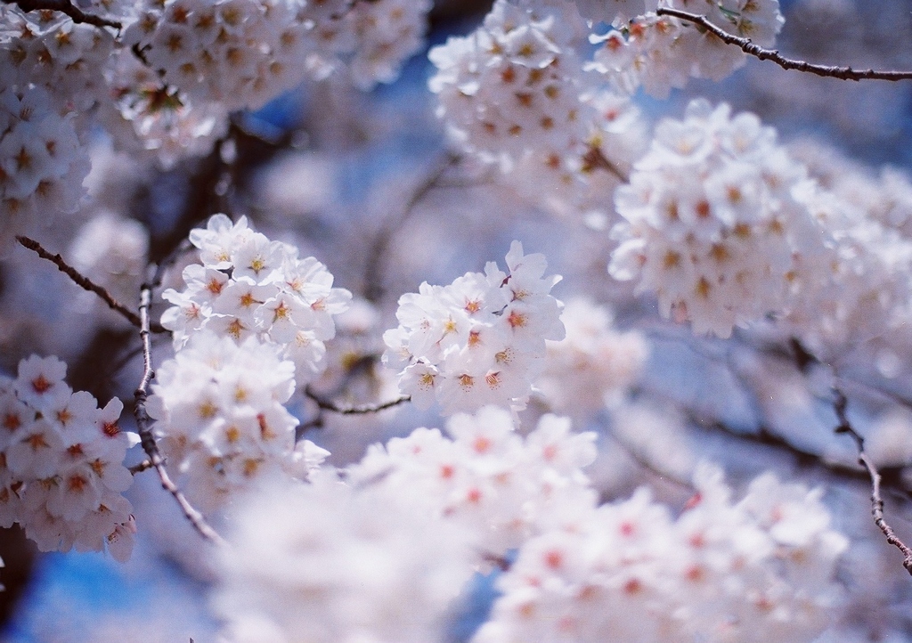 cherry blossom