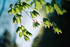 leaf