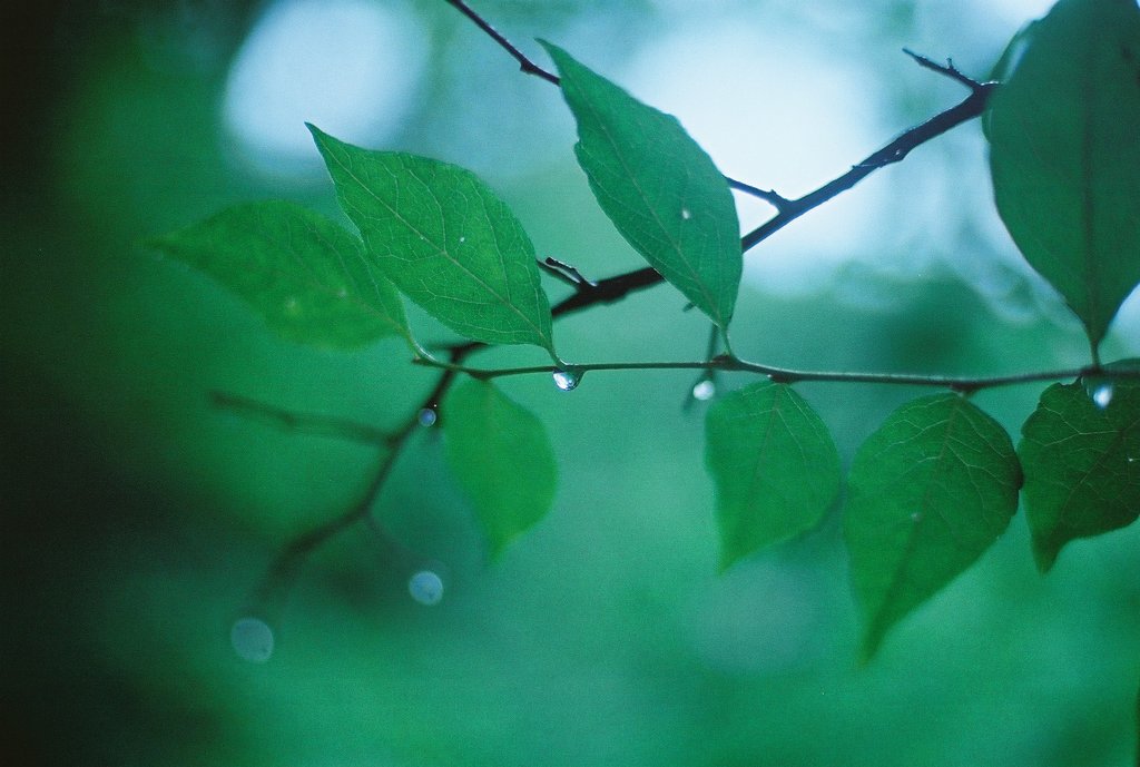 Tears of forest