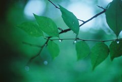 Tears of forest