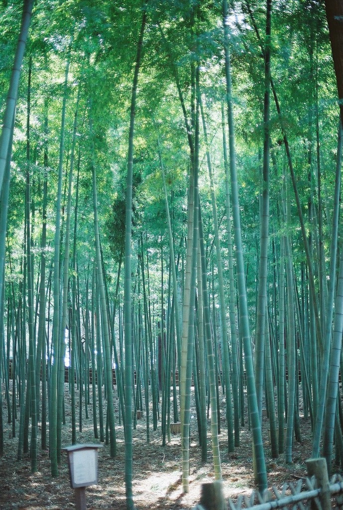 bamboo thicket 
