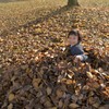 Falling leaves bed
