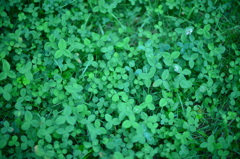Looking for four-leaf clover