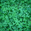 Looking for four-leaf clover