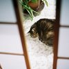 Bar-chan cat
