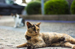 おいらがボス