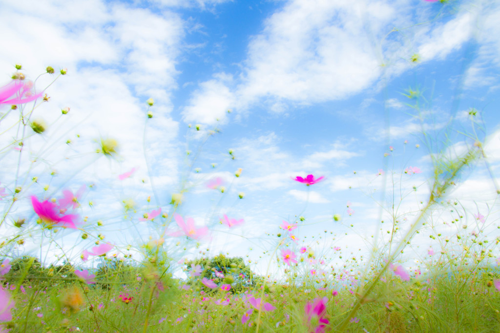 秋桜