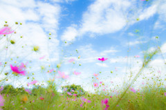 秋桜