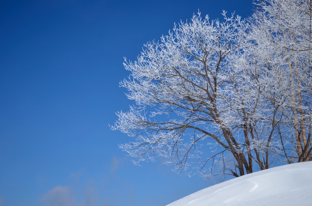 雪花満開