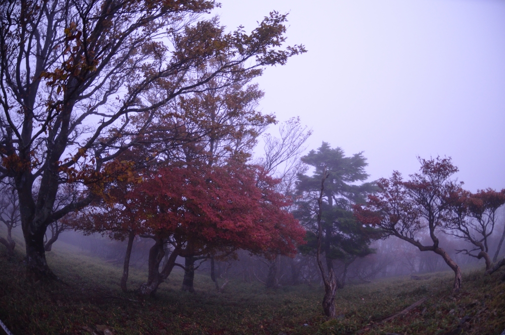 夜明け前の紅葉