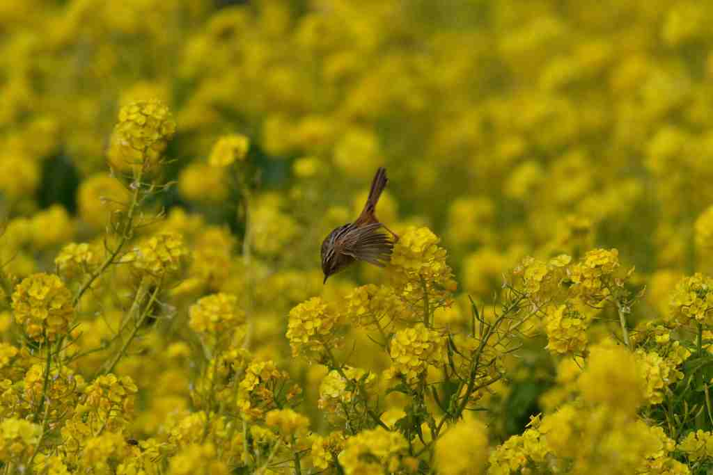 菜の花とセッカ