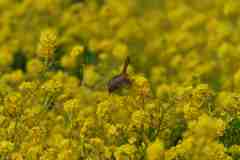 菜の花とセッカ
