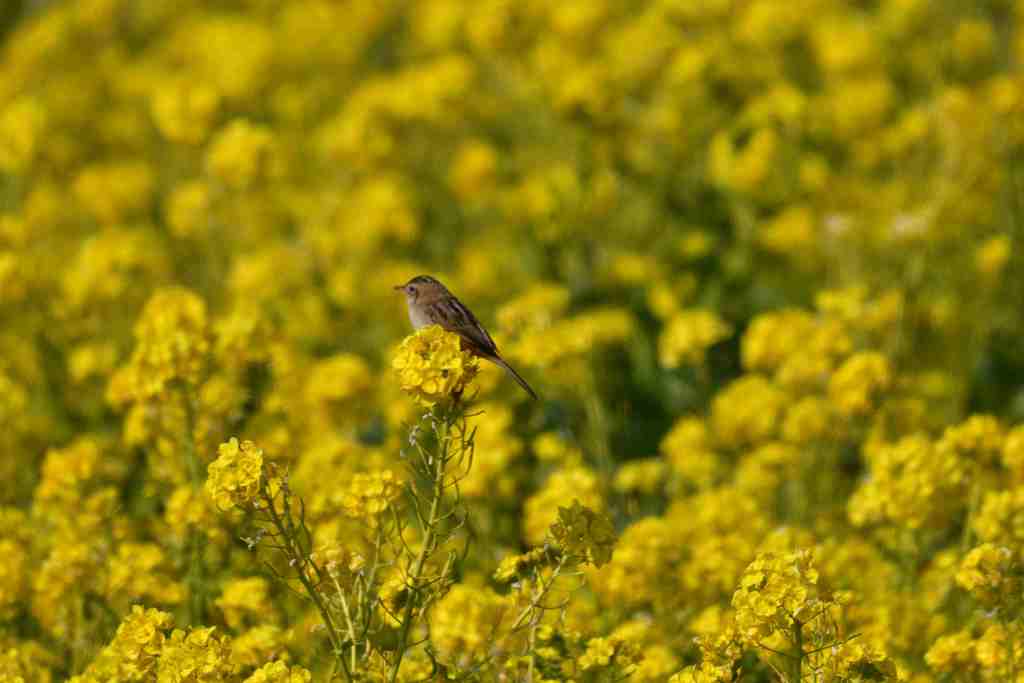 菜の花とセッカ