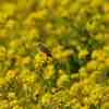 菜の花とセッカ