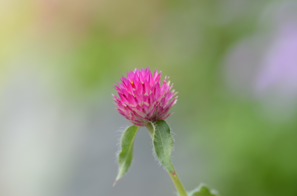一輪の花