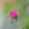 一輪の花