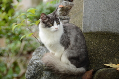 兄弟猫の双子の兄