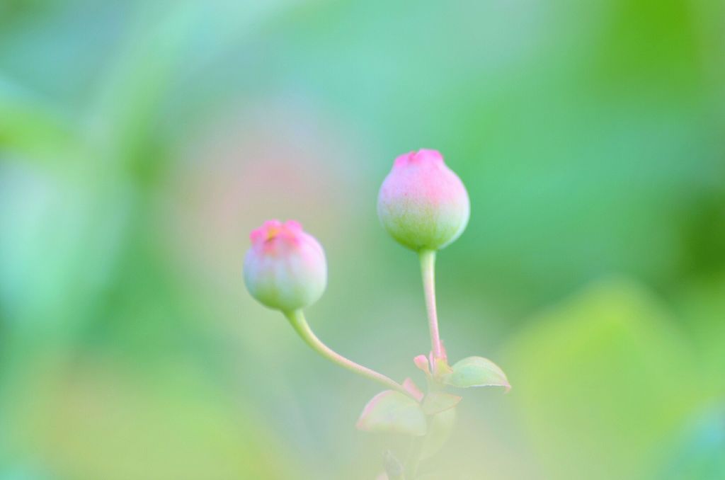ブルーベリー