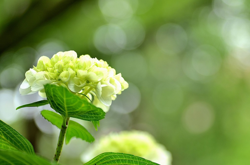 光と紫陽花