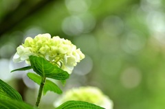 光と紫陽花