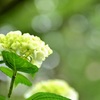 光と紫陽花