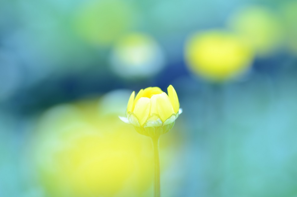 幻想の花
