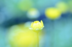 幻想の花