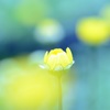 幻想の花