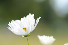 秋の花といえばコスモス
