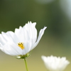秋の花といえばコスモス