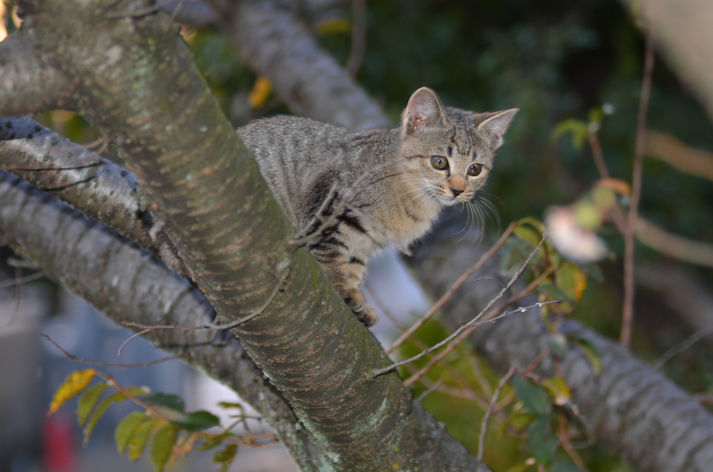 仔猫