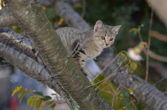 仔猫