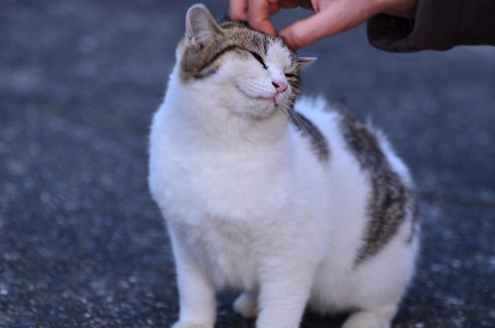 気持ち良いにゃ。。。