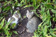 猫の親子愛1　　