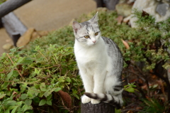 兄弟猫の双子の妹