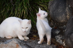 猫の親子愛2　　