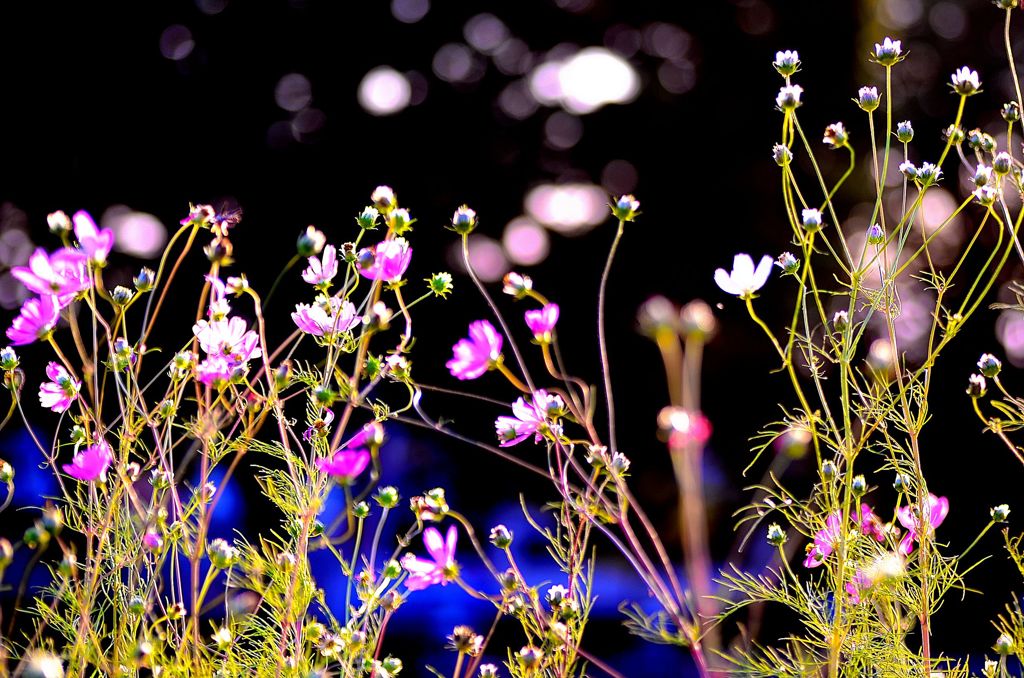 秋桜