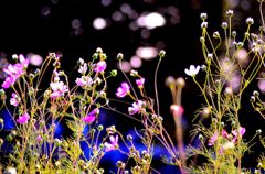 秋桜