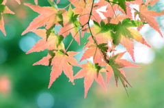 きらめく紅葉